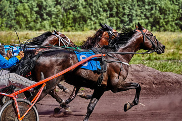 Horses run at high speed along the track of the racetrack. Competitions - horse racing.