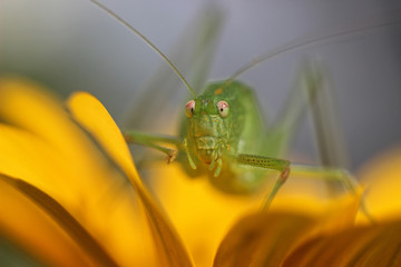 green grasshopper sitting on a flower