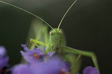 green grasshopper sitting on a flower