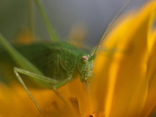 green grasshopper sitting on a flower