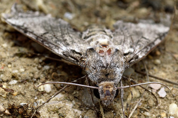 Moth