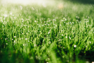 morning dew on the grass. advertising space. soft focus