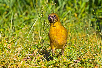 Bold Southern Masked Weaver with seed in mouth
