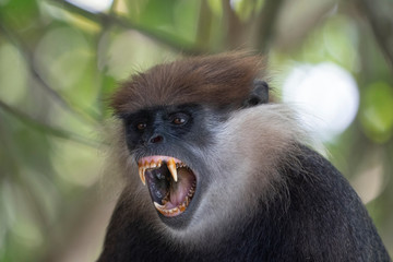 Purple-Faced Langur