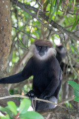Purple-Faced Langur