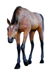 Obraz premium 3D Rendering Horse Foal on White