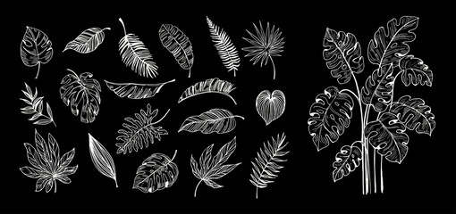 Set of outline tropical leaves. Hand drawn illustration converted to vector © aksol
