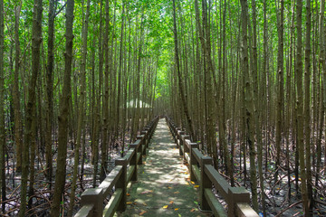 Mangroves forest in satun province, Thailand.