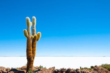 Big cactus on Incahuasi island, Salar de Uyuni salt flat, Altiplano, Bolivia.