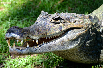 Crocodile