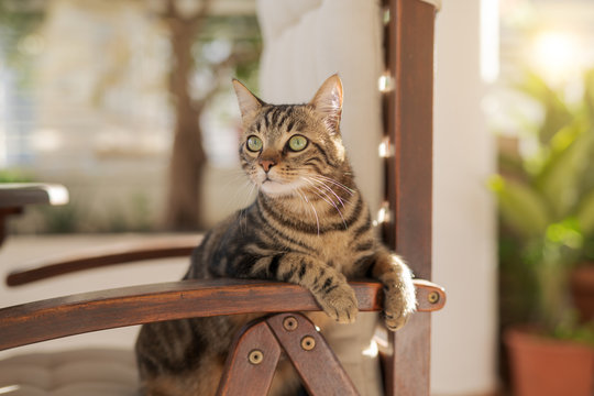 Cute short hair at the garden sittion on a chair outdoors, playing outside on a sunny day