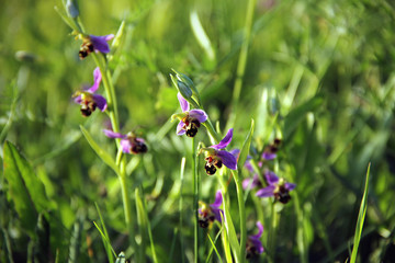 close up of beatiful purple wild bee orchid in a natural field in France