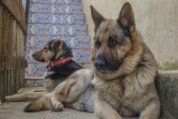 perro pastor alemán 