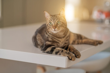 Beautiful short hair cat lying on white table at home