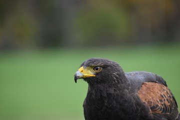 Harris's hawk