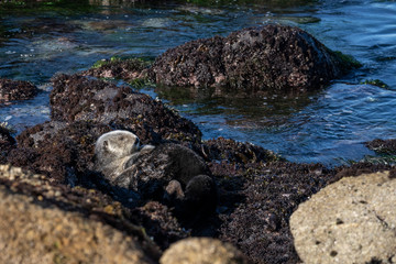 Sea otter resting on the California coast