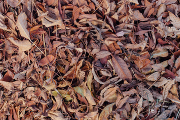Fallen dry brown autumn leaves on the ground