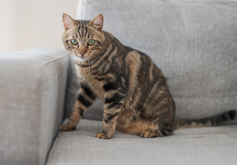 Beautiful short hair cat lying on the sofa at home
