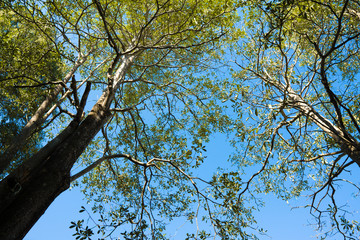 big tree and blue sky