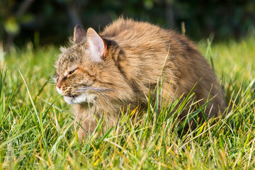 Naklejka na ściany i meble Siberian cat outdoor on the grass green, long haired pet female