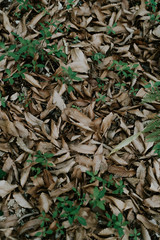 Forest Floor