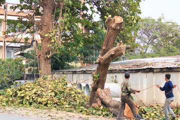 People are cutting down trees with a chainsaw engine.