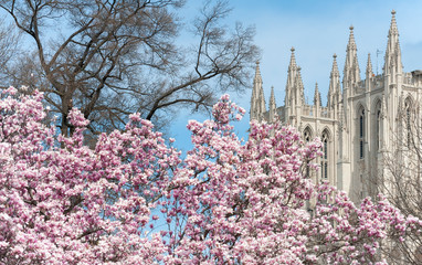 Tulip blossoms with the spire of DC's National Cathedral in the spring