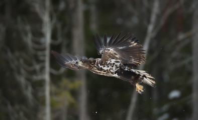 eagle in flight. eagle glinding.