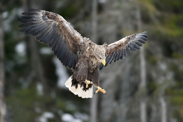 eagle landing claws in front