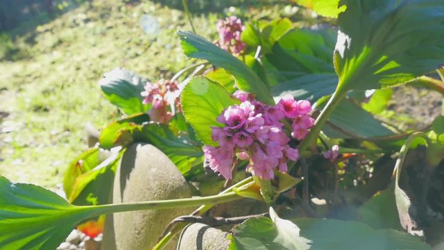 Beautiful pink flowers in concrete garden walls closeup in slow motion. Filmed on warm spring suny day.