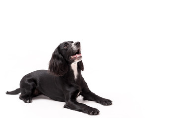 a black and white border collie photo shoot isolated on white background