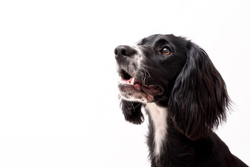 a black and white border collie photo shoot isolated on white background