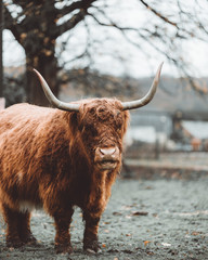 Highland Cattle