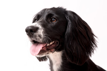 a black and white border collie photo shoot isolated on white background