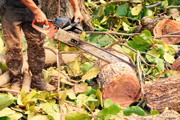People are cutting down trees with a chainsaw engine.