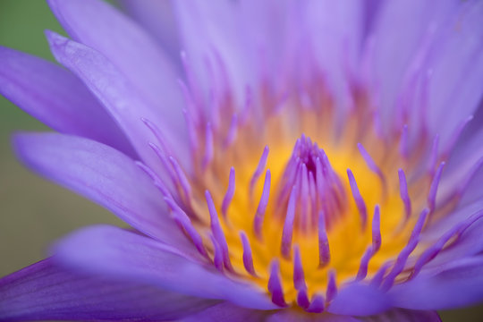 Close up yellow pollen of violet lotus or water lily. Image and macro photography concept.