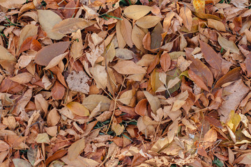 Fallen dry brown autumn leaves on the ground