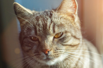 muzzle of gray British cat looking at the camera