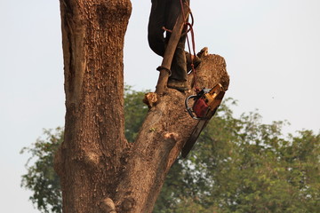 People are cutting down trees with a chainsaw engine.