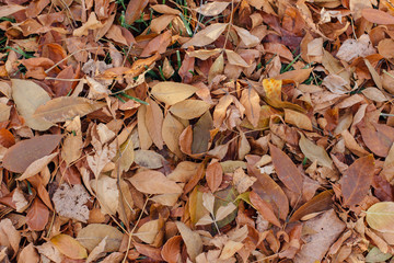 Fallen dry brown autumn leaves on the ground
