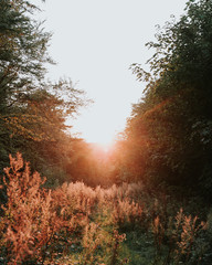 Woods Sunset