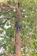 People are cutting down trees with a chainsaw engine.