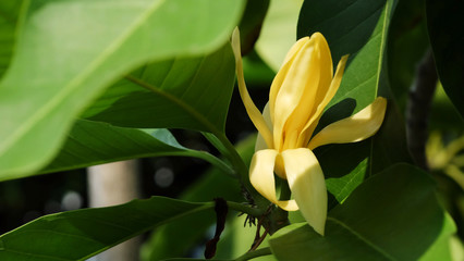 White Champaka flower on the tree and space for write wording, popular good smell flower in Thailand and Asian country for making merit in Buddhist religion