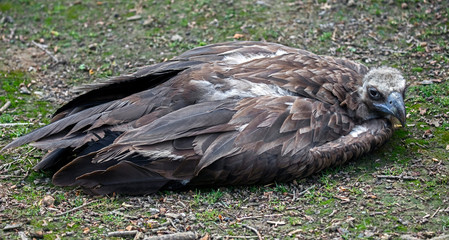 Cinereous vulture also known as the black vulture, monk vulture, or Eurasian black vulture. Latin name - Aegypius monachus