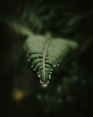 Fern Blur