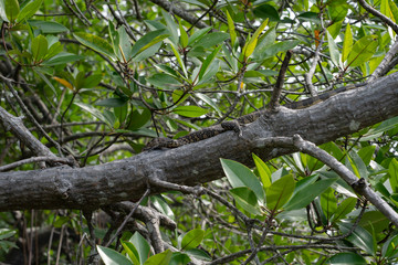 lizard on a tree