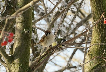 Sparrow on a tree in winter season
