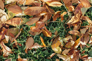 Fallen dry brown autumn leaves on the ground