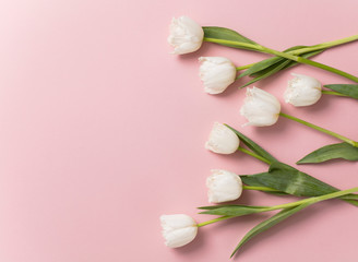 White tulip flowers on a pastel pink background