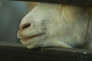 Koza © Fundacja Centaurus